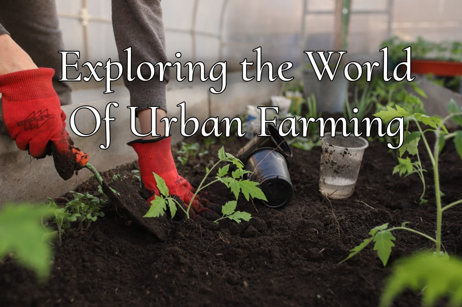 Exploring the World of Urban Farming